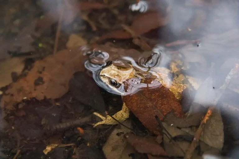 Photographie animalière rapprochée de l'espèce d'amphibien Rana Dalmatina, ou Grenouille Agile.