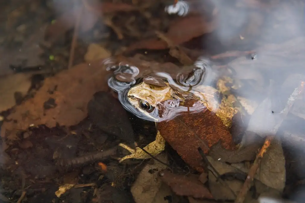 Photographie animalière rapprochée de l'espèce d'amphibien Rana Dalmatina, ou Grenouille Agile.