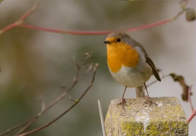 Photographie animalière d'un Rouge gorge (Erithacus rubecula) perché