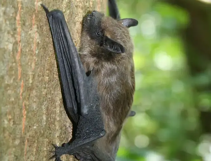 Sérotine commune (Eptesicus serotinus)