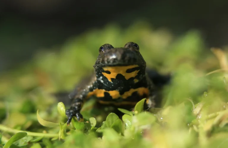 Photographie animalière rapprochée du crapaud Sonneur à ventre jaune (Bombina variegata)