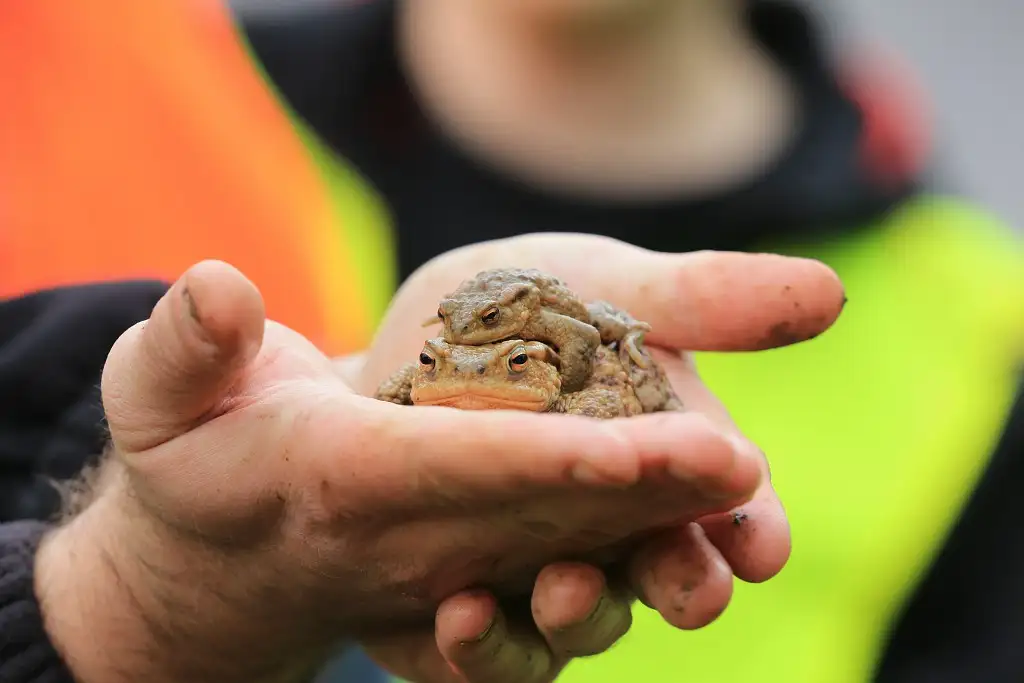 Photographie d'un crapaud de l'Etang de la Logette à Epieds (Aisne), dans des mains pour observation lors d'une sortie nature grand public pour découvrir les amphibiens