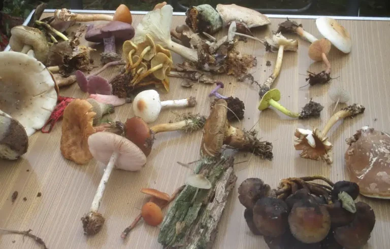 Photo de différents spécimens de champignons trouvés sur le site de la Réserve Naturelle Nationale (RNN) des Landes de Versigny (Aisne)