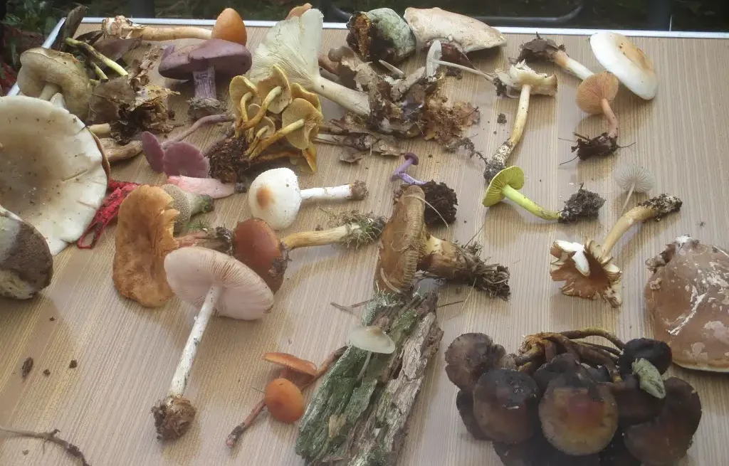 RNN – les landes de Versigny