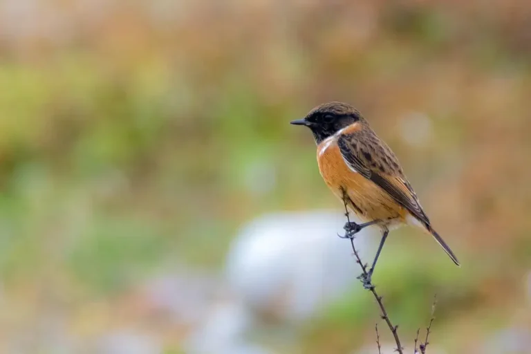 Photographie animalière de l'oiseau Saxicola rubicola (Tarier pâtre), perché sur une branche