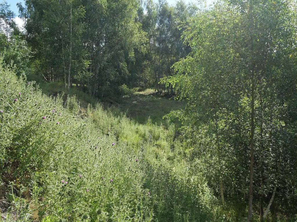 Pâturage Terril de Germignies Sud, Lallaing (Nord)