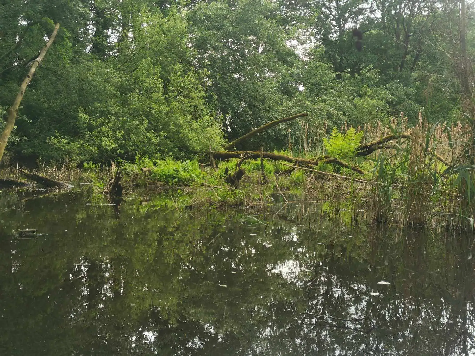Tourbière Merckeghem (Nord)