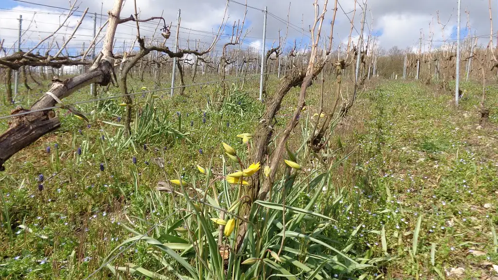 Vignes, Bonneil (Aisne)
