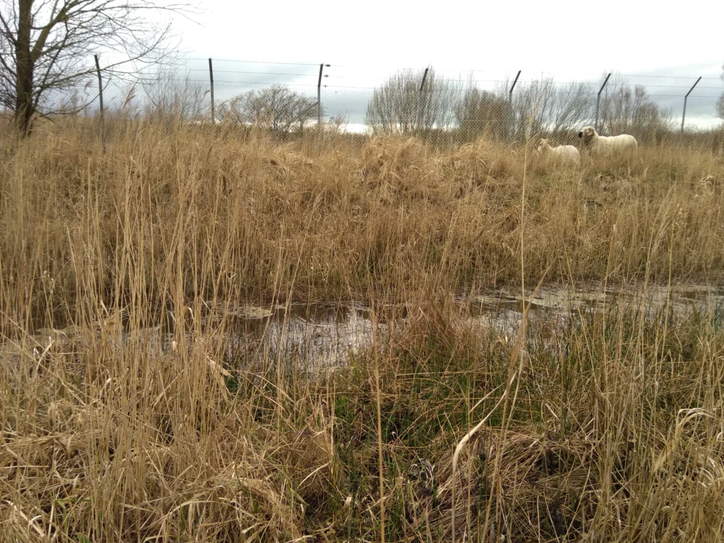 Zones humides de Mardyck, Dunkerque_Grande-synthe (Nord)