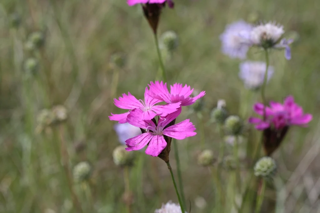 Œillet des Chartreux