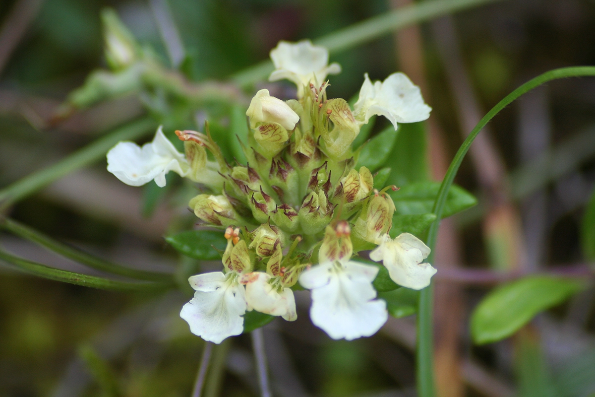 Germandrée des montagnes