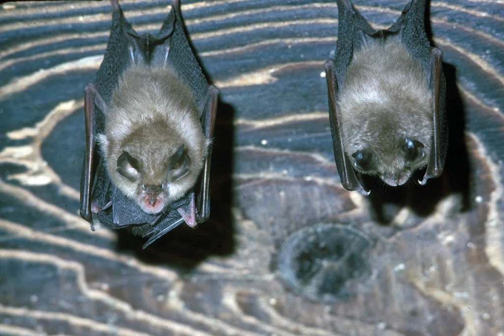 Chauve-souris Petit Rhinolophe