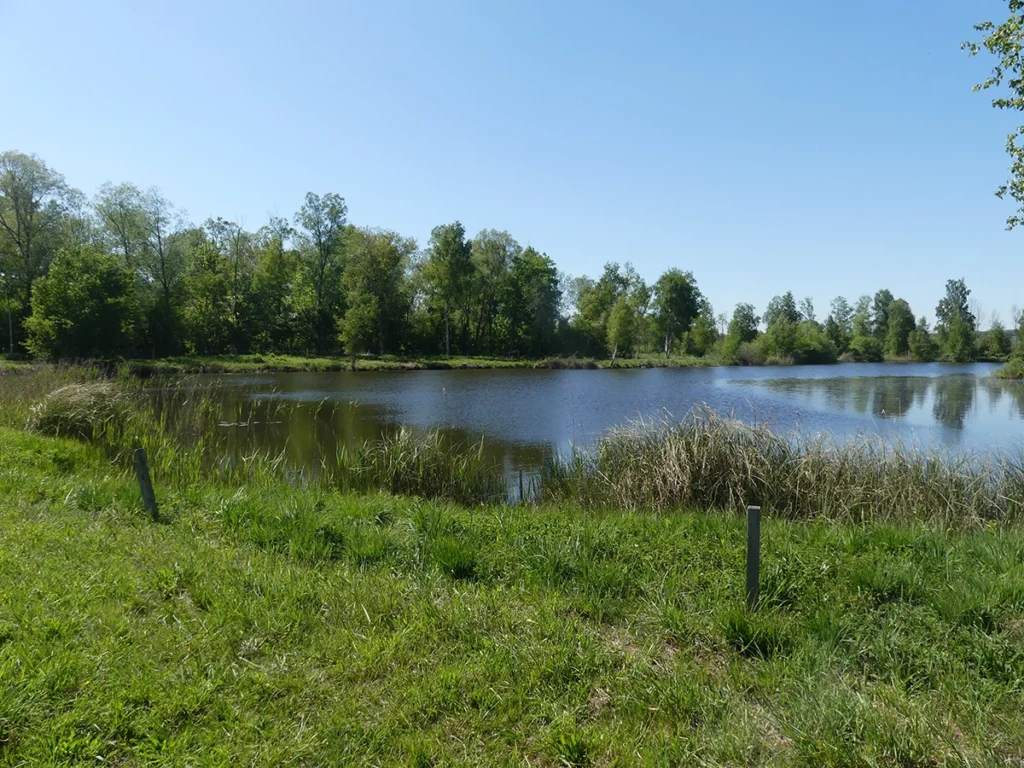 Le marais des Prés à Pions