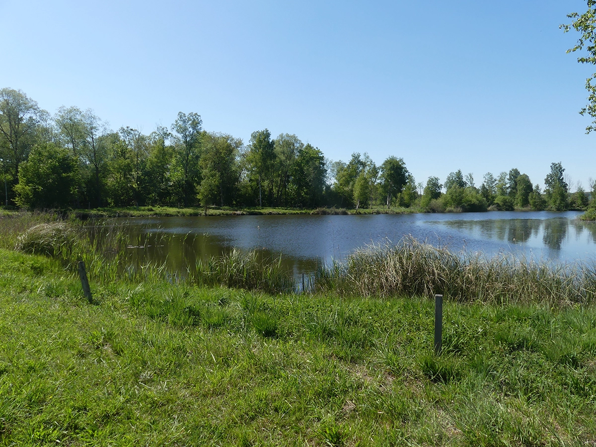 Le marais des Prés à Pions