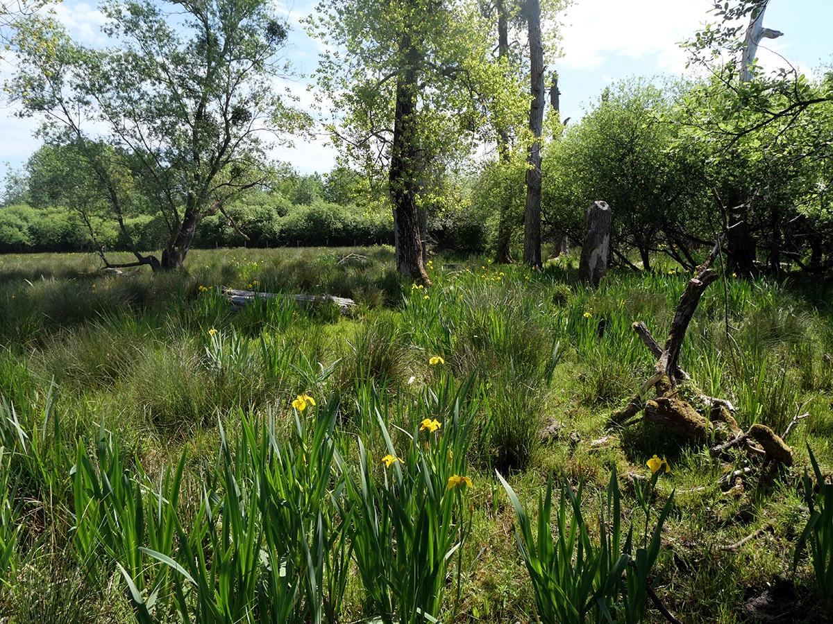 Vue du marais du Haut Pont