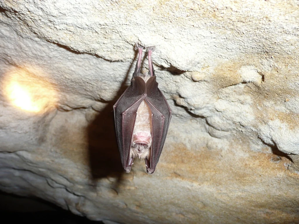 Photo d'une chauve-souris Grand Rhinolophe