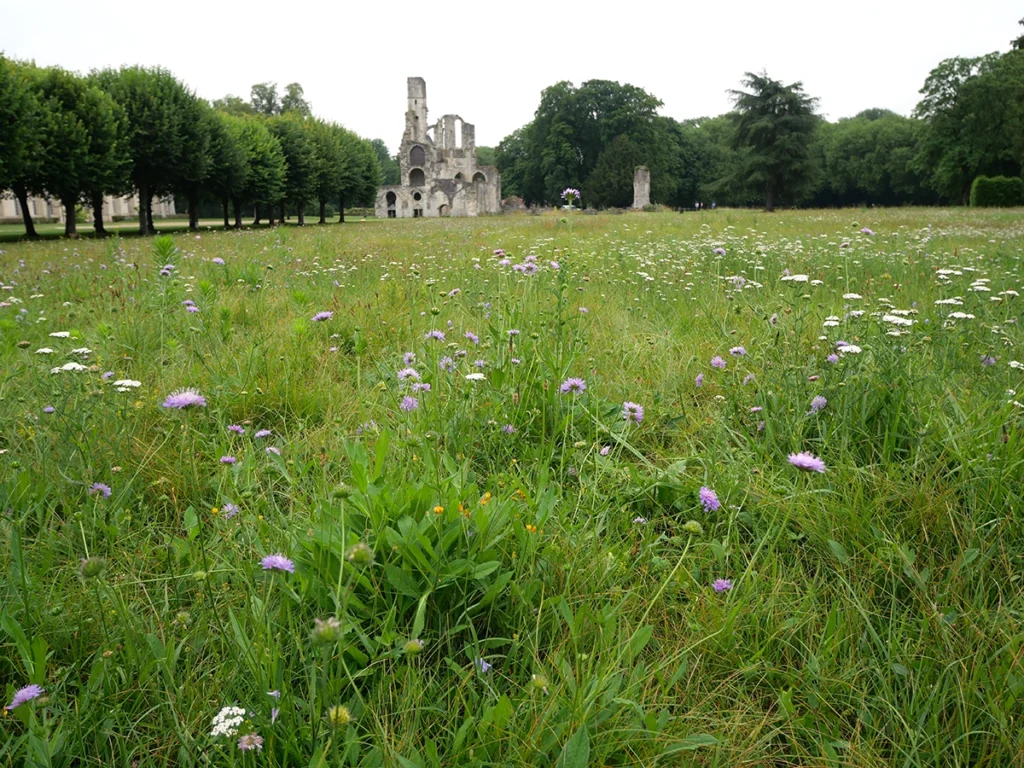 Prairie fleurie et ruines de Chaalis