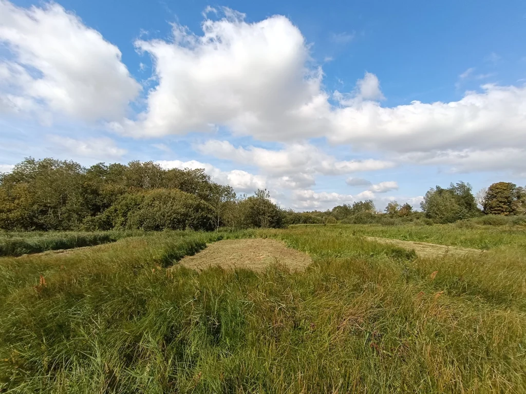 Un marais en partie fauché