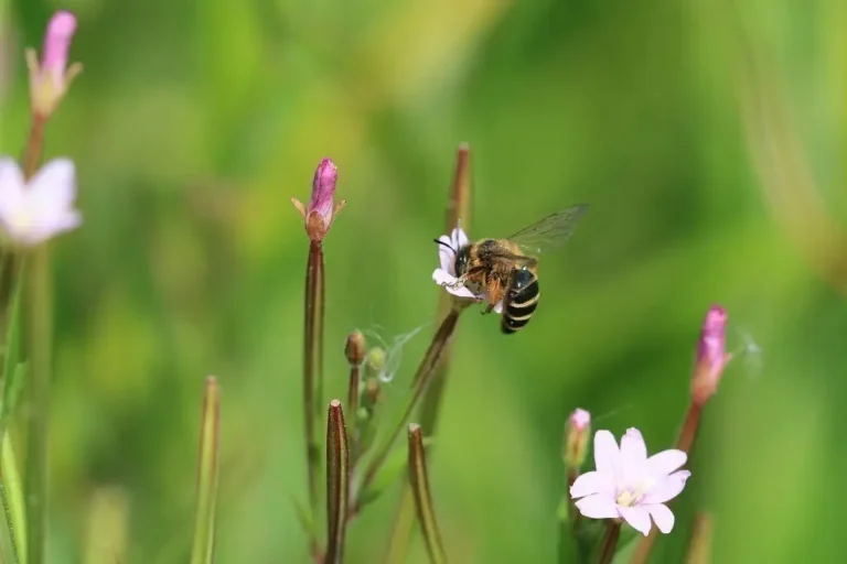Photographie rapprochée d'une abeille / andrène à pattes jaunes (Andrena flavipes) sur une fleur.