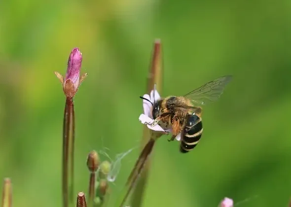 Le Larris d&rsquo;Hangest-sur-Somme