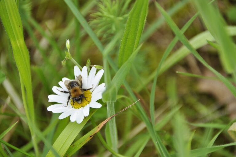 Photographie d'un abeille en train de butiner une fleur