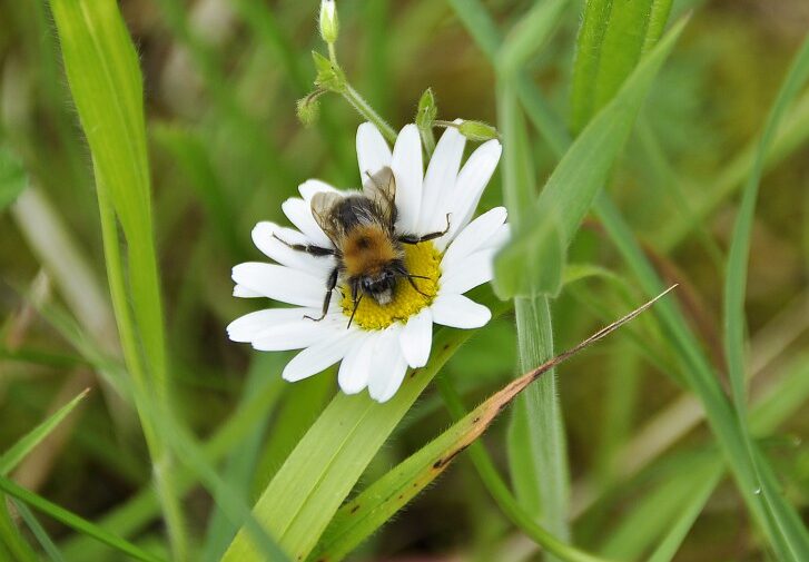 RNR des Marais de Cambrin, Annequin, Cuinchy et Festubert