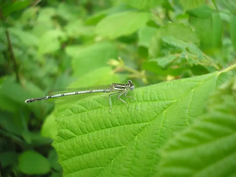 Photographie d'une Demoiselle Agrion à larges pattes (Platycnemis pennipes), prise au Marais de Bourneville à Marolles (Oise)