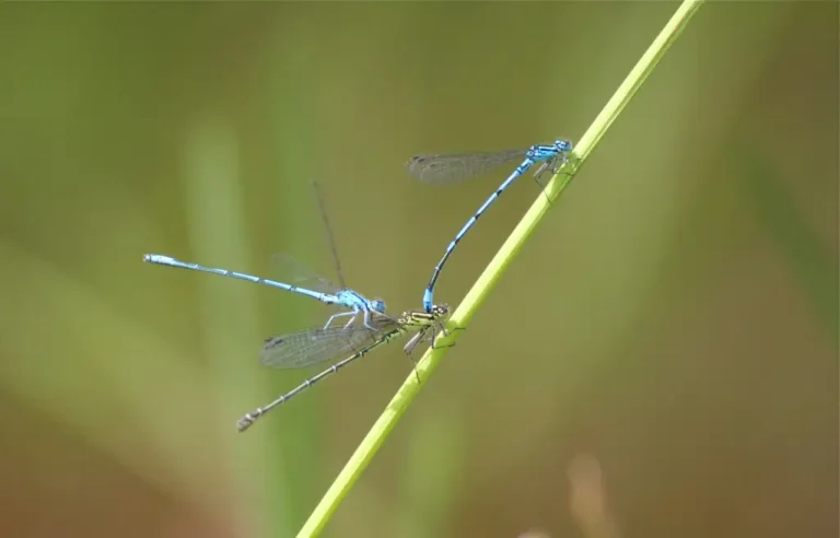 Photographie rapprochée d'une demoiselle Agrion jouvencelle (Coenagrion puella). Cet odonate est de couleur bleue.
