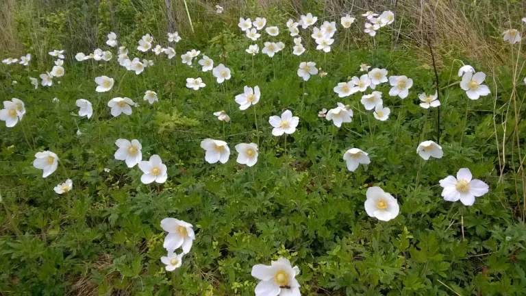Photographie d'Anémones sauvages (Anemone sylvestris) prise sur le site CEN du Bois de Berny (Ailly-sur-Noye, Somme). Dernière population d'Anémone sauvage du département de la Somme.