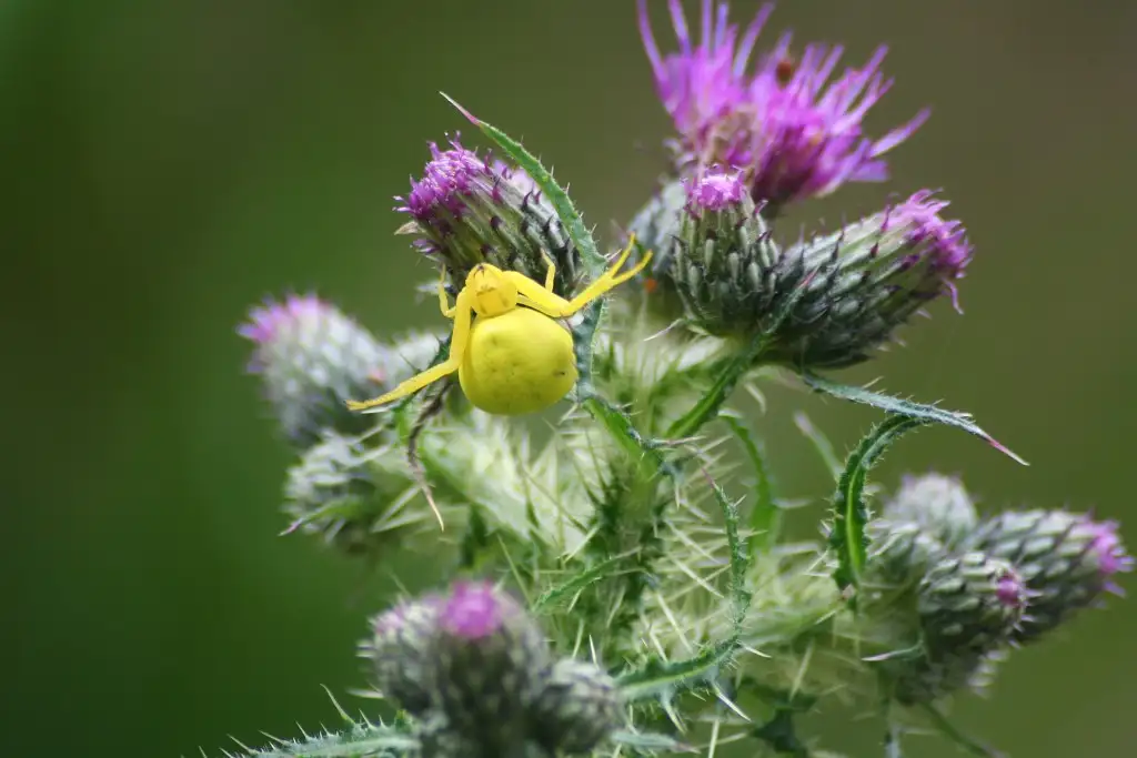Photographie rapprochée de l'Araignée crabe (Thomisidae) sur une plante à fleur