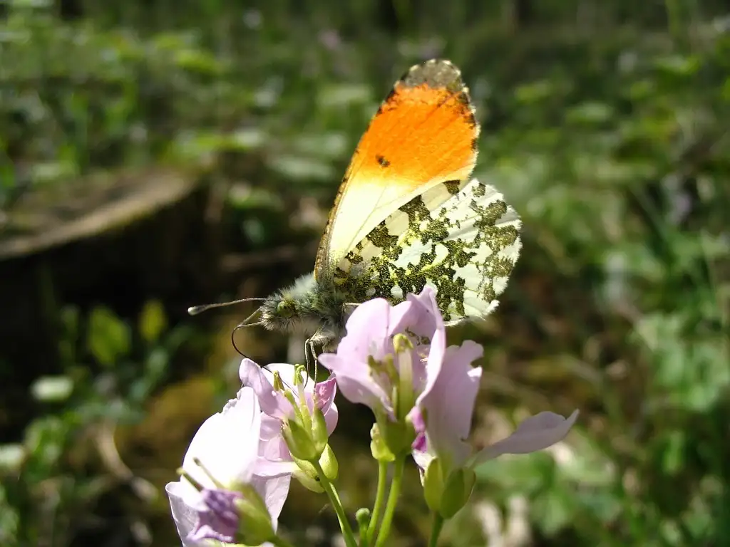 Photographie rapprochée d'un papillon Aurore mâle (Anthocharis cardamines)