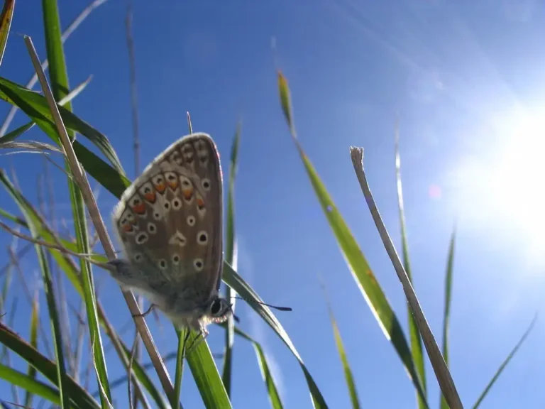 Photographie rapprochée du papillon Azuré de la bugrane (Polyommatus icarus)