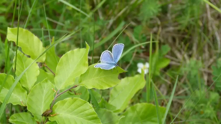 Photographie d'un mâle Azuré des coronilles (Plebejus argyrognomon), prise sur le Camp militaire de Sissonne dans l'Oise