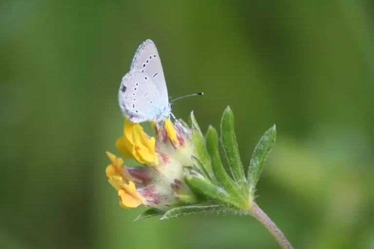 Photographie rapprochée du papillon Azuré frêle (Cuido minimus) en train de polliniser. Photo prise à Saint-Aubin-en-Bray (Oise)