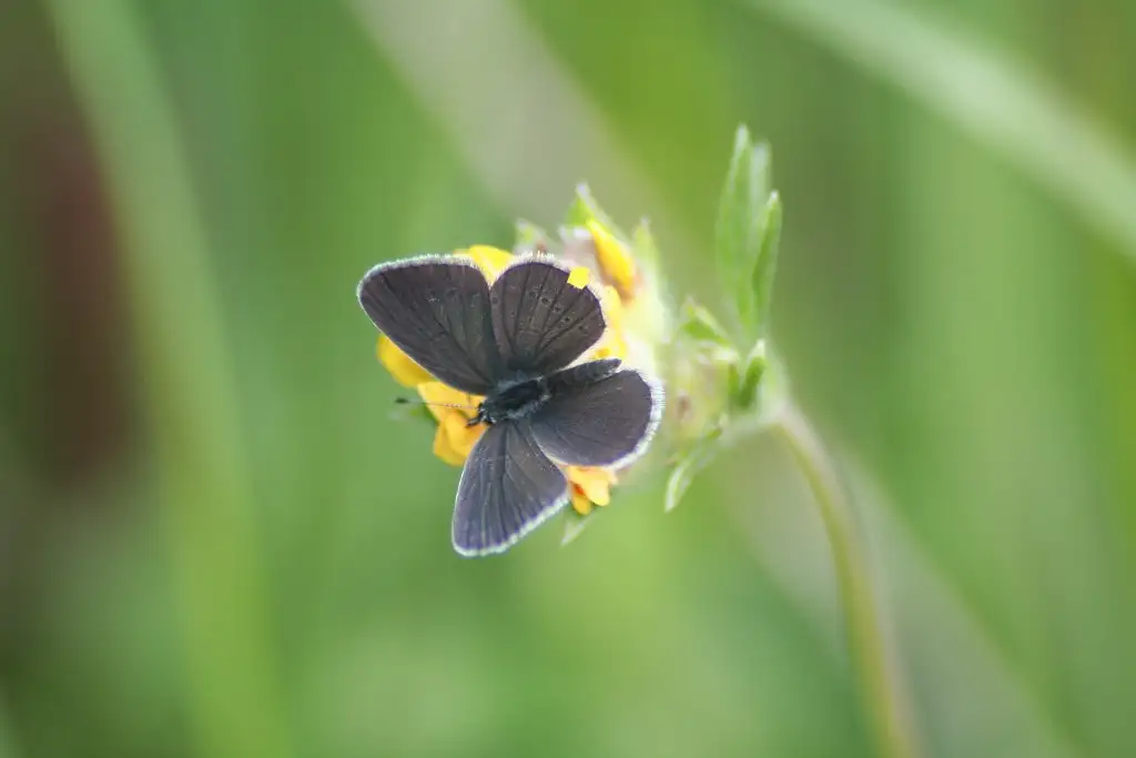 RNR de la Forteresse de Mimoyecques et Coteaux