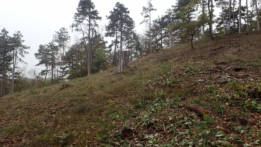 Photographie du Bois de Beaumont à Béthisy-Saint-Pierre (Oise)