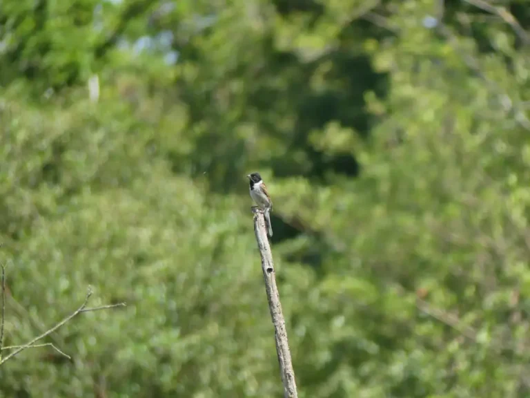 Photographie animalière prise sur le site de du Grand Marais à Liesse-Notre-Dame (Aisne) d'une espèce d'oiseau : le Bruant des roseaux (Emberiza schoeniclus).
