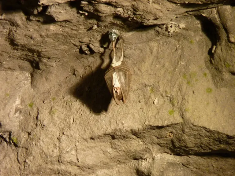 Photographie d'une chauve-souris dans les souterrains de la Réserve naturelle Régionale (RNR) de la Forteresse de Mimoyecques - Landrethun-Le-Nord (Pas-de-Calais)