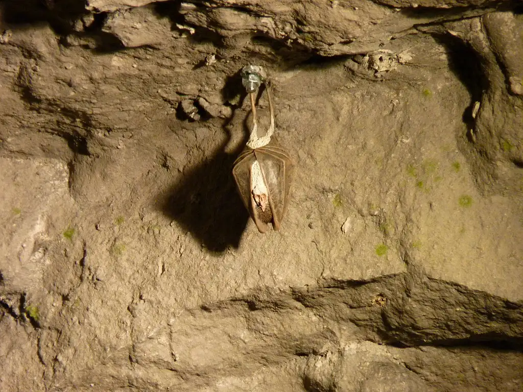 RNR de la Forteresse de Mimoyecques et Coteaux