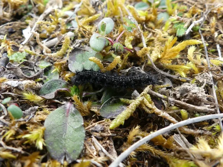 Photographie de la Chenille de Damier de la succise (Euphydryas aurinia), Neuville-Coppegueule (Somme)