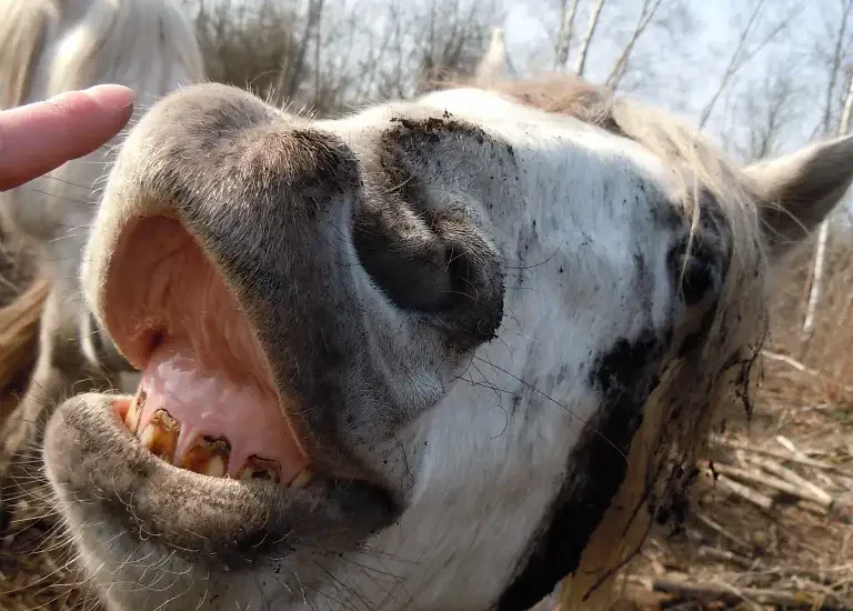 Photographie d'un cheval du site des Prés à Pions, à Longpré-les-Corps-Saints (Somme)