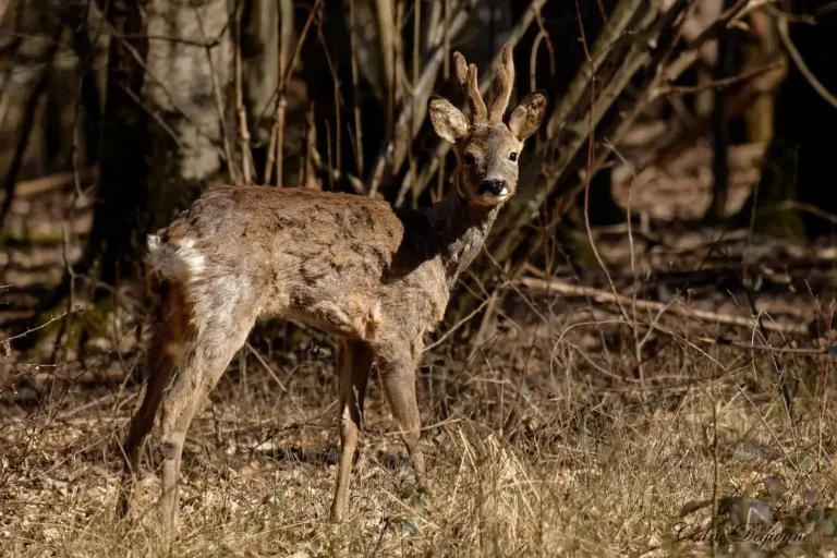 Photographie d'un Chevreuil européen (Capreolus capreolus)