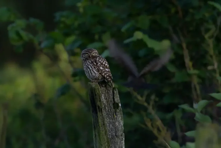 Photographie d'une chouette chevêche (Athene noctua)