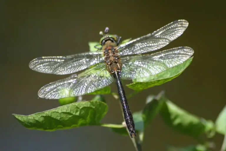 Photographie d'une libellule Cordulie bronzée (Cordulia aenea).