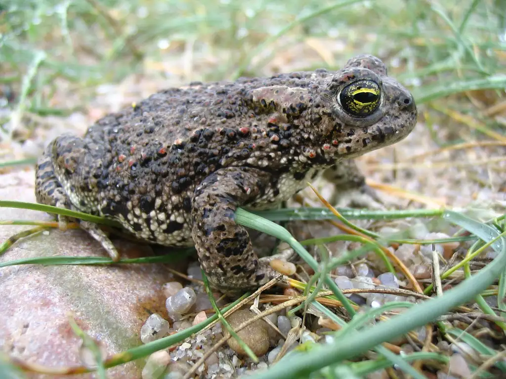 Photo animalière rapprochée d'une espèce d'anoure (amphibien sans queue), le Crapaud Calamite (Epidalea calamita).