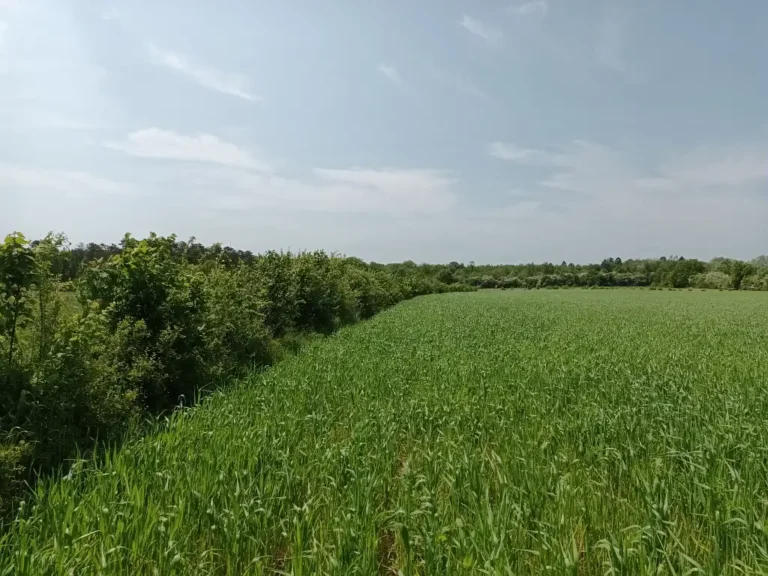 Photographie de culture bio et haie plantée à l'Etang de La Galoperie à Anor (Nord)
