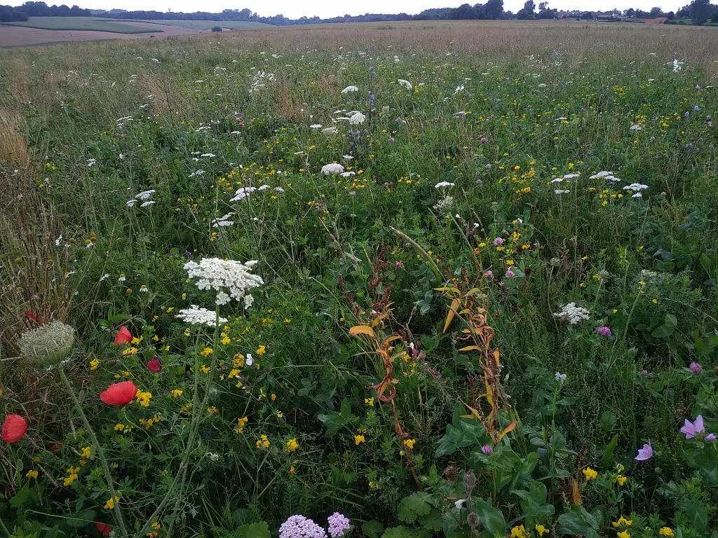 Photographie d'une prairie fleurie à Delettes (Pas-de-Calais, Hauts-de-France)