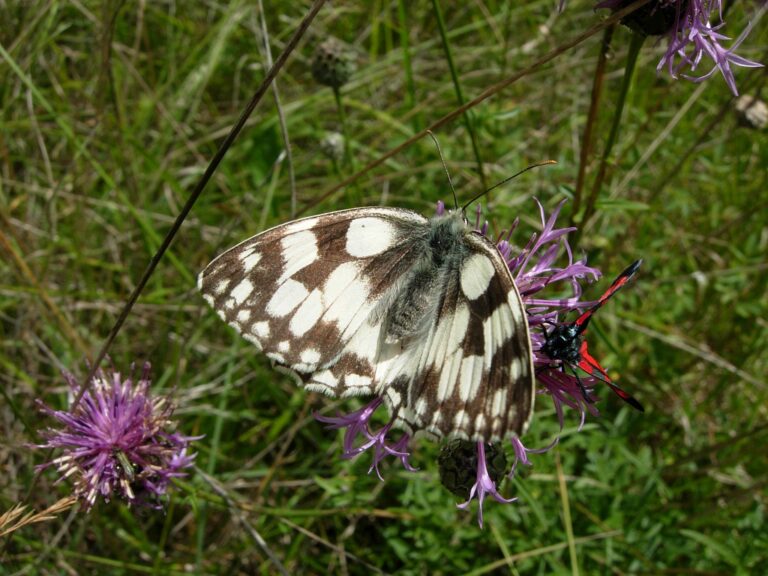 Papillon Demi-deuil (Melanargia galathea)