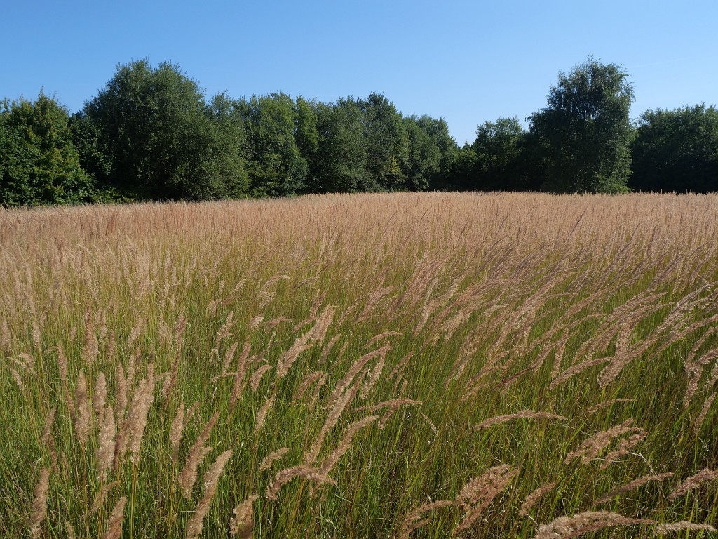 Photographie de prairie du Domaine de la Chaumière à Esquerchin (Nord)