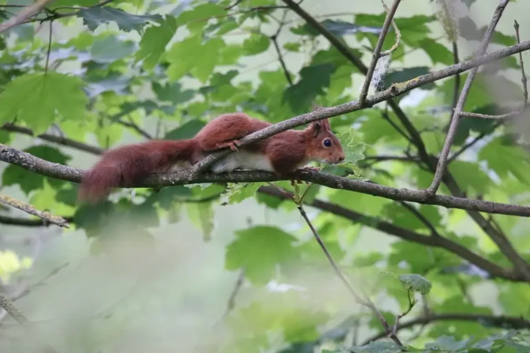 Photographie d'un Ecureuil roux (Sciurus vulgaris)
